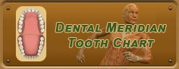 Dentist Richmond - Dental Meridian Tooth Chart